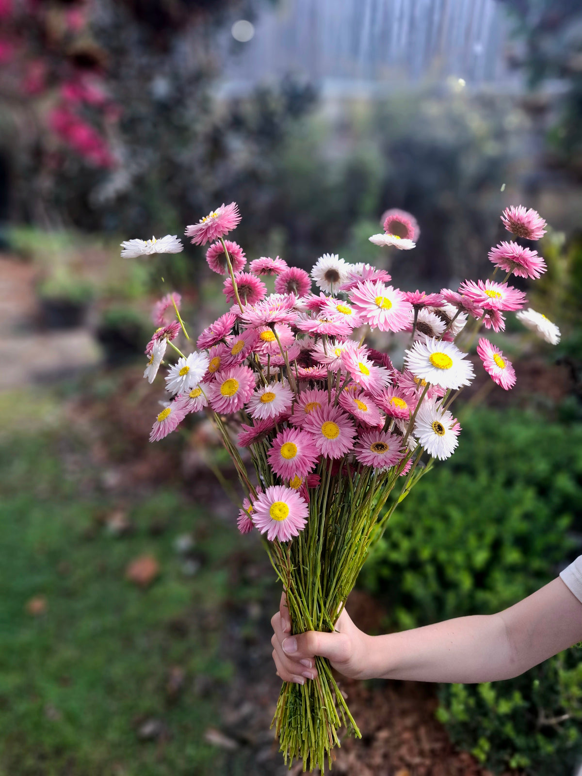 Lucinda's Everlasting Daisies Seed Packs