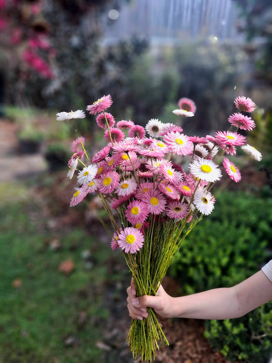 Lucinda's Everlasting Daisies Seed Packs