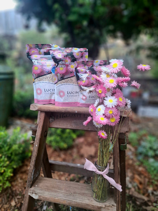 Lucinda's Everlasting Daisies Seed Packs
