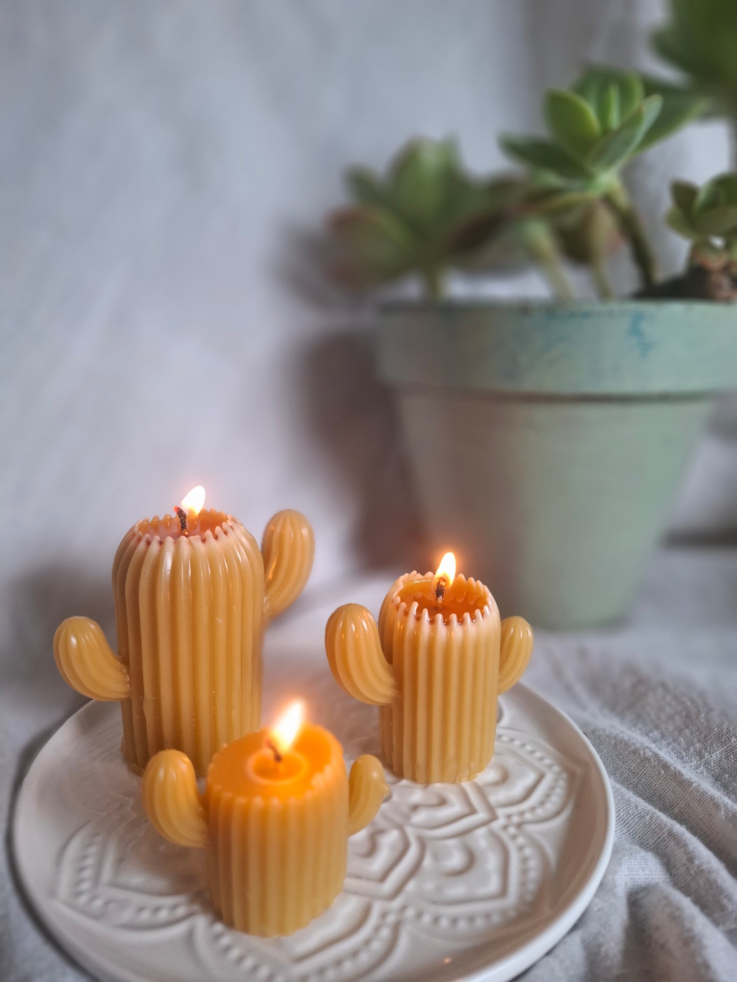 Cactus Candle Collection